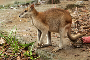 Naklejka na ściany i meble Little Kangaroo on Outdoor Zoo