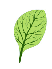 Spinach. Single green leaf isolated on white background. Vector illustration. Fresh herbs. Botanical art. Vegetarian Ingredient. Logo, print, organic food, market shop
