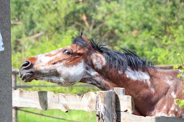 sad horse who wants to run free