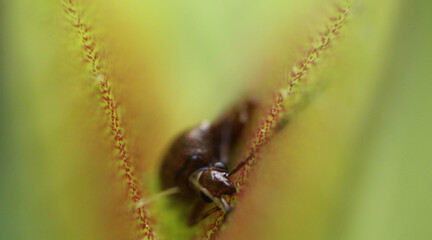 apiomeris lonispinis Venus Fly Trap macro photo