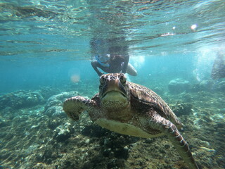 Underwater shot Diving and Chasing Sea Turtle.. Swimming Tortoise. 