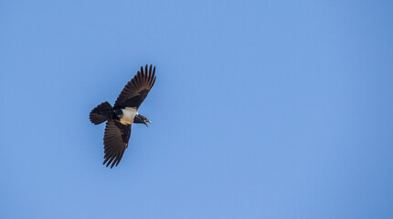 A pied crow isolated in the clear blue sky of the Gauteng Highveld in South Africa image in horizontal format