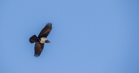 A pied crow isolated in the clear blue sky of the Gauteng Highveld in South Africa image in horizontal format
