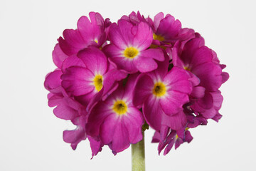 Spherical inflorescence of bright pink primrose isolated on a light gray background.