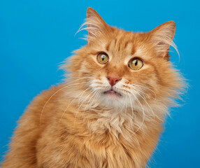 portrait of adult ginger fluffy cat on a blue background