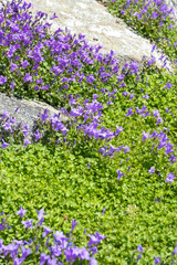 Obraz premium Campanula portenschlagiana in Blüte
