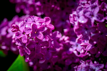 Violet purple lilac. flowering branch. many small flowers. Selective focus Beautiful summer background. design element.