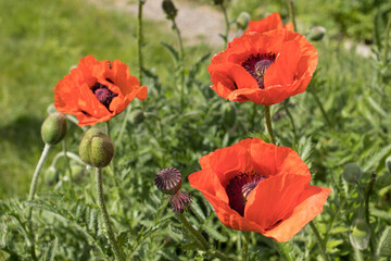 Field of red poppies, summer flowering of poppies in nature