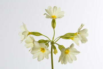 Inflorescence of yellow primrose isolated on a light gray background.