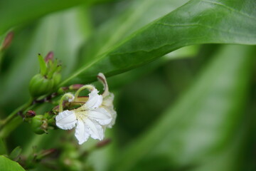 A white flower of Beach Naupaka or another name scaevola taccada blooming and blur green leaves background, Thailand.