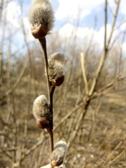 Spring willow branch in early spring