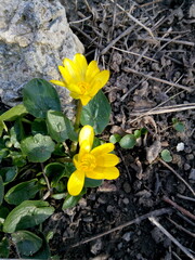 Yellow spring flowers close-up on a spring flowerbed