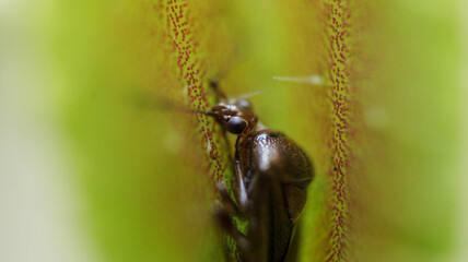 apiomeris lonispinis Venus Fly Trap macro photo