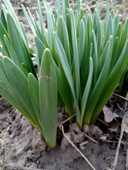 Green leaves of daffodils close-up on a flowerbed in spring