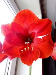 Bright scarlet lily flower in early spring at the cottage