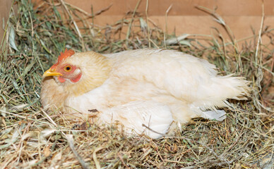 A chicken lies in its nest with eggs.