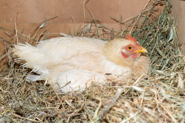A chicken lies in its nest with eggs.