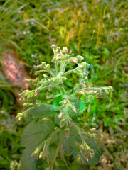 beautiful green grass with flower 