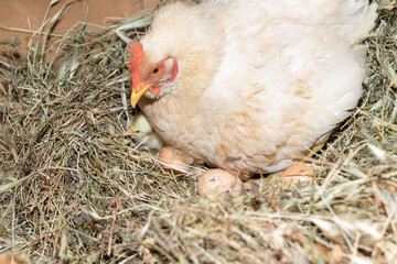 A chicken lies in its nest with eggs.