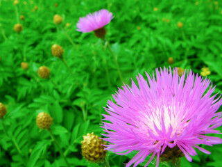 Obraz premium Cornflower garden perennial