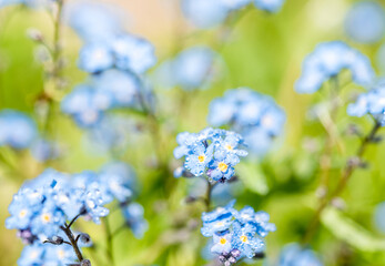 Bright bunches of blue flowers young forget-me .Violet blue blur background. Summer Spring card