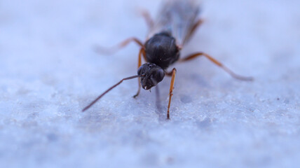 cotesia wasp insect macro photo