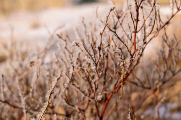 Ice and snow crystals on branches of a shrub. Concept of winter holidays, onset of cold weather.