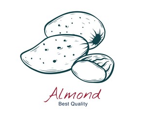 Vector sketch illustration of almond, in shell and without. drawing isolated on white. Engraved style. natural business. Vintage, retro  object for menu, label, recipe, product packaging