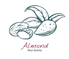 Vector sketch illustration of almond, in shell and without. drawing isolated on white. Engraved style. natural business. Vintage, retro  object for menu, label, recipe, product packaging