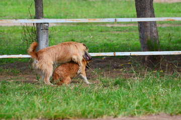 Two dog make.War is love