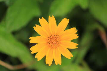 Beautiful Yellow flower close up shot