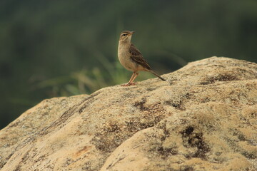 Little sparrow looking for breakfast