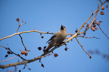 A flock of colorful Bohemian Waxwing birds migrating through the urban metropolis of Calgary Alberta enjoying a snack on a cherry tree in a backyard for a bird watcher.