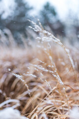 Fototapeta premium Winter detail. Dry wild flowers covered with fresh snow with a blurred background in a cold day