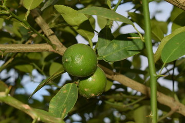 green  lemon on tree