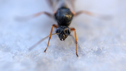 cotesia wasp insect macro photo