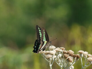 アオスジアゲハ