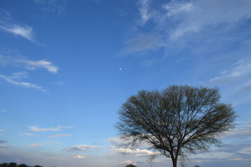 Fototapeta na wymiar lonely tree in the sky