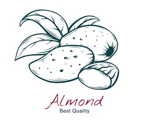 Vector sketch illustration of almond, in shell and without. drawing isolated on white. Engraved style. natural business. Vintage, retro  object for menu, label, recipe, product packaging