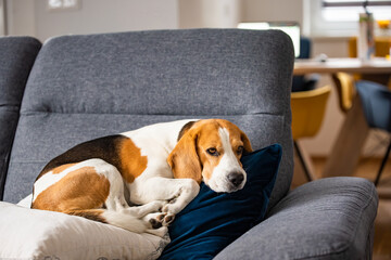 Beagle dog tired sleeps on a cozy sofa in fanny position.