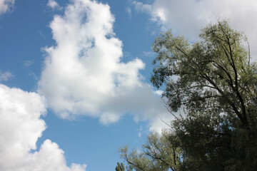 Clouds in the sky. Summer landscape with cloudy sky and tree branches with young green leaves. Copy space
