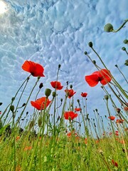 Poppies