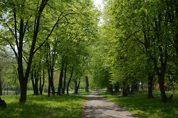 Naklejka premium alley in the park
