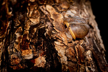 Closeup of snail on a wooden log with a front view of the outer shell.