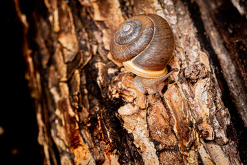 Closeup of snail on a wooden log with a side view of the outer shell.