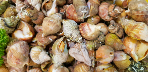 Snails on display at food market.