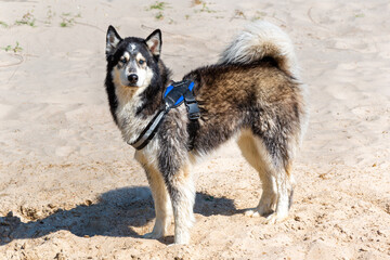 Husky dog on the beach with a body harnase watching intently. 