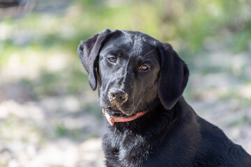 Portrait of a black labrador with a complacient look on it's face.