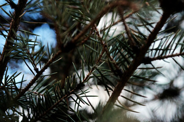 green prickly branches of a fur-tree or pine