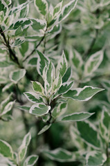 White-green leaves grow at a bush
